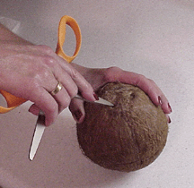 Opening a fresh coconut. 